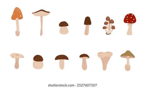 Conjunto de setas planas. Conjunto de Ilustración vectorial aislada de hongos. Tipos de hongos silvestres del bosque. Porcini y chanterelle orgánicos, hongos venenosos