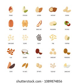 Flat nuts. Set of nuts walnut and pecan, illustration of vegetarian vector food nuts