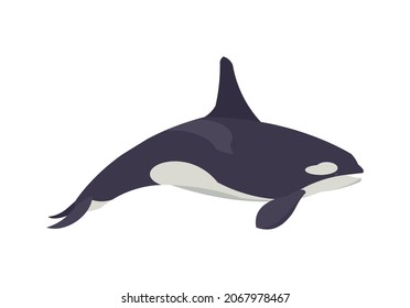 Flat orca. Killer whale. Vector illustration. Collection