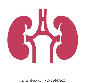 Flat outlined kidney anatomy icon representing urinary system education