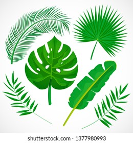 Hojas de palma planas. Colección de iconos de plantas tropicales. Banana, monstera, palmetto, hoja de coco aislada de fondo blanco. Ilustración vectorial botánica