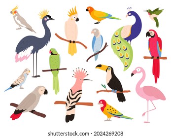 Flat parrots   tropical jungle birds flying   sitting  Macaw  parakeet  ara   colombia exotic parrot  Toucan   emu bird vector set  Illustration parrot sitting tree in paradise