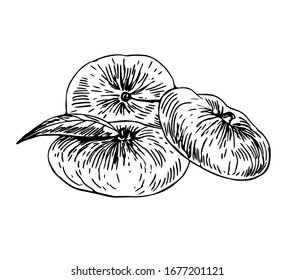 Flat peaches with leaf in line art style.