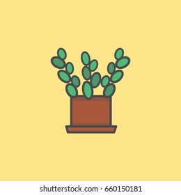 Flat plant in pot