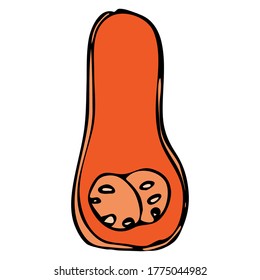 Flat pumpkin stock vector illustration. Long pumpkin cut in half isolated on white background. Cartoon ripe long pumpkin. For cards, decoration, print etc. Thanksgiving, Harvest and Halloween 