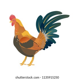 flat realistic character of   rooster chicken   farm animal isolation on white background illustration.