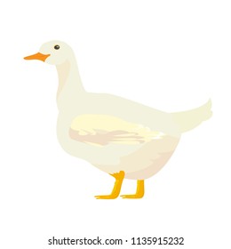 flat realistic character of white duck  farm animal isolation on white background illustration.