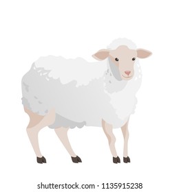 flat realistic character of  white  sheep    farm animal isolation on white background illustration.