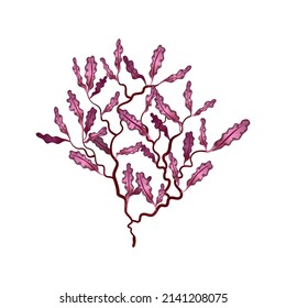 Flat red phyllophora seaweed on white background vector illustration