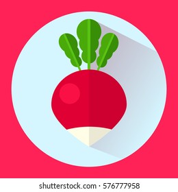 Flat ripe radish isolated with blue and red background, vector illustration