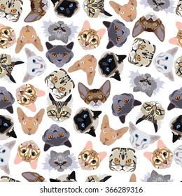 flat seamless pattern pedigree cats in vector format eps10