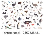Flat set of birds. Isolated birds on white background. Vector illustration