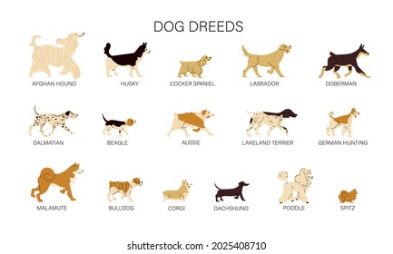 Flat set of different dog breeds isolated on white background vector illustration