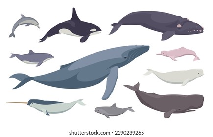 Flat set of different whales and dolphins. Isolated animals on white background. Vector illustration