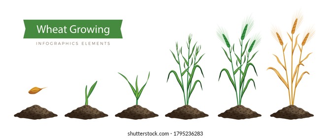 Flat set of icons showing six stages of wheat growth from seed to ripe ear isolated vector illustration