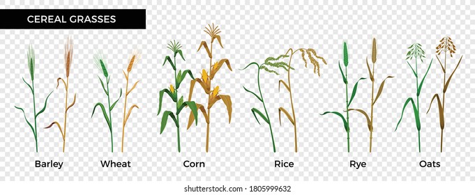 Flat set of labeled cereal grasses with barley wheat corn rice rye and oats isolated on transparent background vector illustration