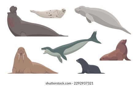 Flat set of pinnipeds. Isolated animals on white background. Vector illustration