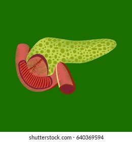 flat shading style icon duodenum and pancreas