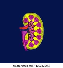 flat shading style icon kidney