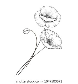 Flat single poppy on white background. Summer or spring illustration of poppy flower.
