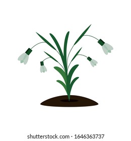 Flat snowdrops on the ground. Vector illustration isolated on white. Element design for spring postcard, invitation, mother , women day.