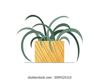 Flat Spider plant in a pot illustration. Vector Spider plant isolated color icon on white background. Minimal floral flat illustration of elegant green Chlorophytum leaves for trendy modern design.