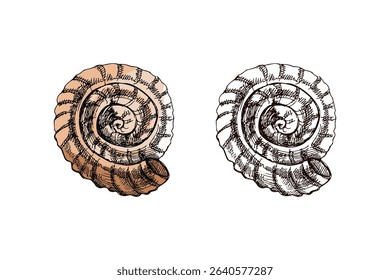 Flat spiral seashell in hand drawn vintage style with rich hatching. Includes pastel brown and monochrome versions. Ideal for marine prints, patterns, packaging, and educational projects.