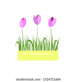Flat spring flowers in a yellow pot. Tulips grow - vector