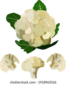 Flat style of cauliflower set. Flat style curly cabbage set.. Fresh organic and healthy, diet and vegetarian food. Vector illustration.