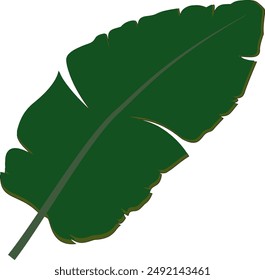 Flat style green banana leaf icon on white background. Botanical illustration design.