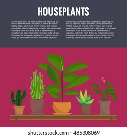 Flat style house plants and flowers in pots vector icons. Cactus, palm, aloe vera, ficus.