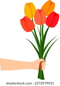 Flat style illustration with bouquet of tulip flowers in women hand drawing for holiday greeting card on transparent background