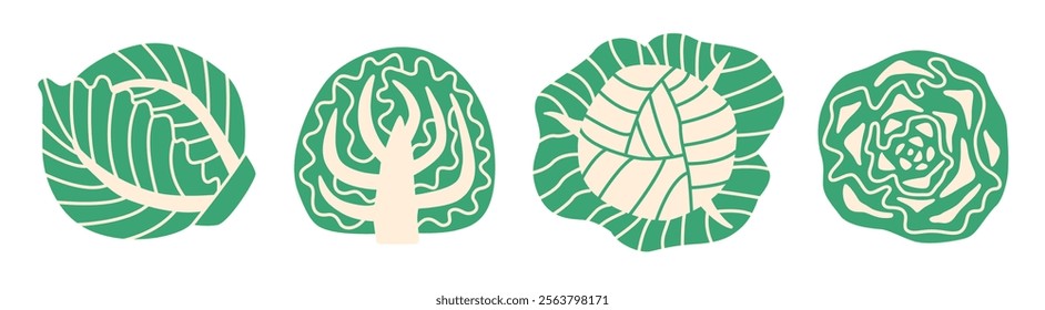 Flat style illustration of cabbage in different views: whole, halved, cross-section, and top-down. Clean and minimal design ideal for food, nutrition, and cooking projects.