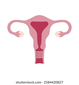 Flat style illustration of a female reproductive system, including the uterus, fallopian tubes, and ovaries. Ideal for medical, anatomy, healthcare, and educational projects.