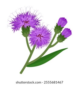 Flat style illustration of ironweed flower, also called vernonia, isolated on white background.