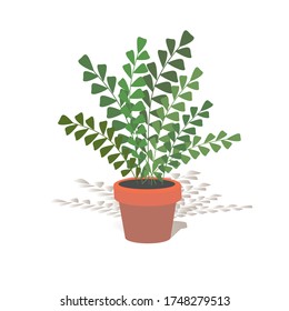 
flat style illustration of a potted home plant tropical plant monstera in a pot, original fern in a pot
