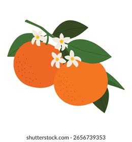 Ilustración de estilo plano de naranjas maduras con hojas y flores de naranja aisladas en fondo blanco