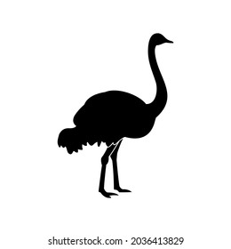 flat style ostrich icon illustration