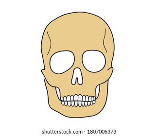 Flat style skull icon isolated on white background. Vector illustration.