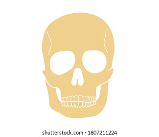 Flat style skull icon isolated on white background. Vector illustration.