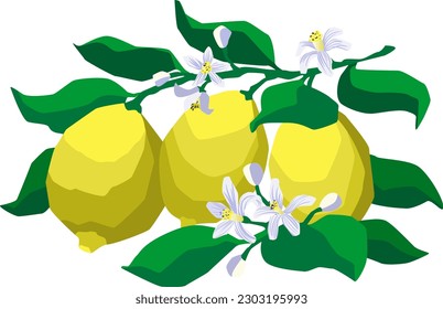 Estilo plano tres limones amarillos enteros con flores y hojas verdes sobre fondo blanco