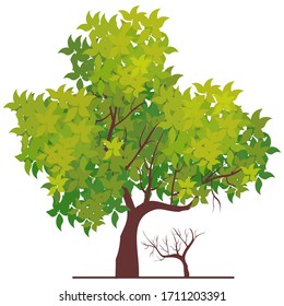 
flat style tree design. illustration of a tree with green leaves.
