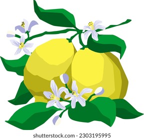 Flat style two whole yellow lemons on branch with flowers and green leaves on white background