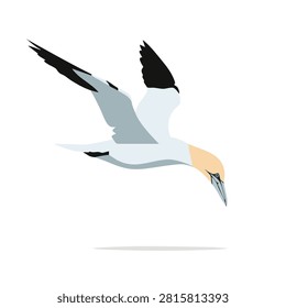 A flat style vector graphic of a Northern Gannet bird in flight with wings spread and head pointing downward to dive