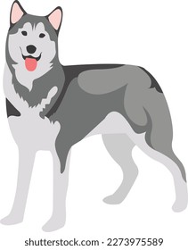 Flat style vector illustration of a husky dog breed isolated on white. Cartoon dogs.
