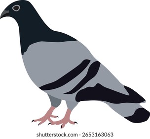 Ilustração de vetor de estilo plano de um pombo de pé sobre um fundo branco. Perfeito para materiais educacionais, projetos com temas naturais, conteúdo relacionado a pássaros e projetos gráficos. Limpo, mínimo e mod