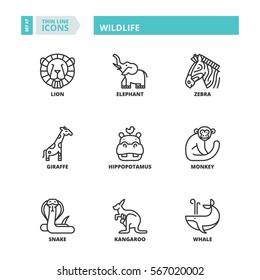 Flat symbols about wildlife. Thin line icons set.