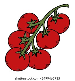 Flat tomatoes. Harvest ripe fruits. Vegetables garden. Sliced tomato, cherry on branch. Hand drawn vector doodle illustration.