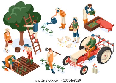 Flat tractor set. Farmer, agricultural worker with plant, chicken, sheep, rabbit, cow, milk, fruit or feeding farm animal. Harvest man with apple. Girl isometric images isolated on white background.