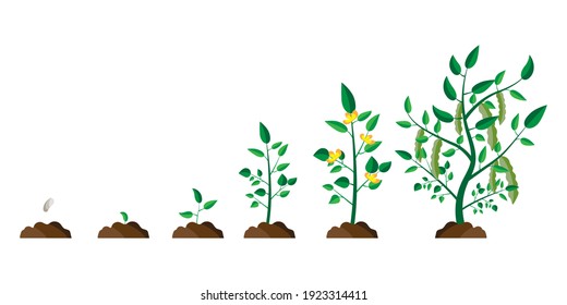 Flat tree growth process. Tree vector icon. Nature background vector. Stock image. EPS 10.